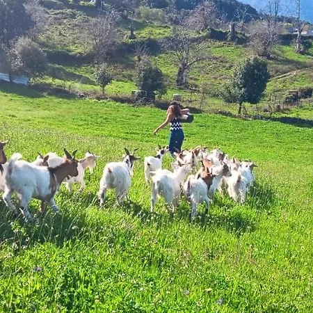 Campo de lujo A Nassa