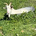 A Nassa Olivese