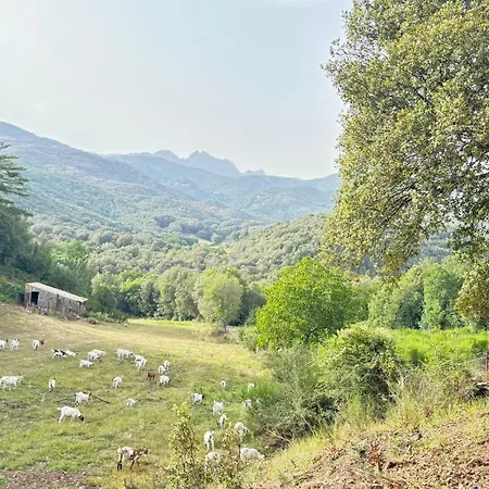 Luxury tent A Nassa Olivese