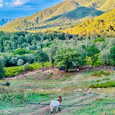 A Nassa ラグジュアリーテント Olivese