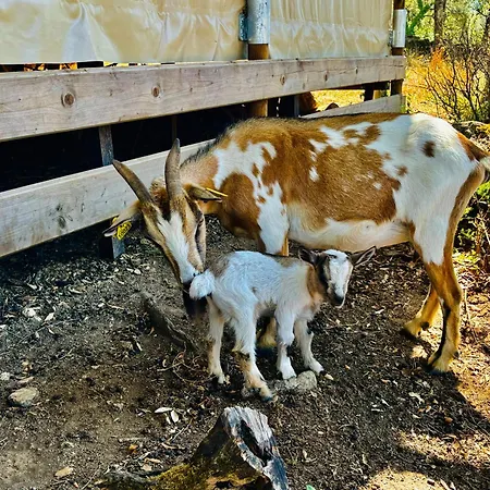 A Nassa ラグジュアリーテント