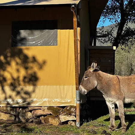 A Nassa Luxury tent Olivese