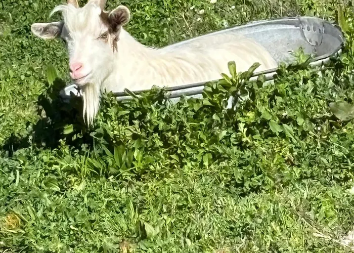 A Nassa Olivese