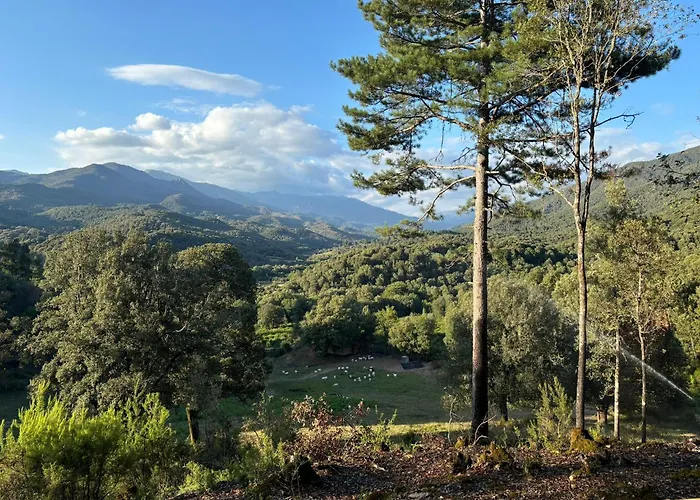A Nassa * Olivese
