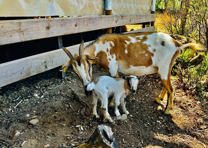 A Nassa Tente de luxe